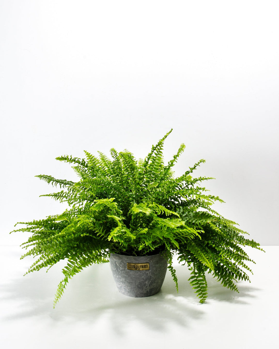 Lush and full Boston Fern houseplant with dense, arching green fronds fanning out from the center, potted in a textured gray ceramic planter featuring a small metallic Lively Root brand plaque on the front, set against a solid white studio background.