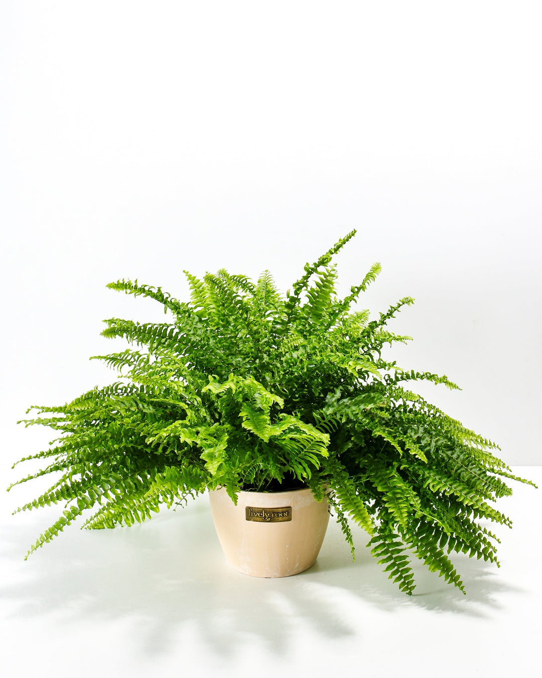 Lush and full Boston Fern houseplant with dense, arching green fronds fanning out from the center, potted in a smooth, light beige ceramic planter featuring a small metallic Lively Root brand plaque on the front, set against a solid white studio background.