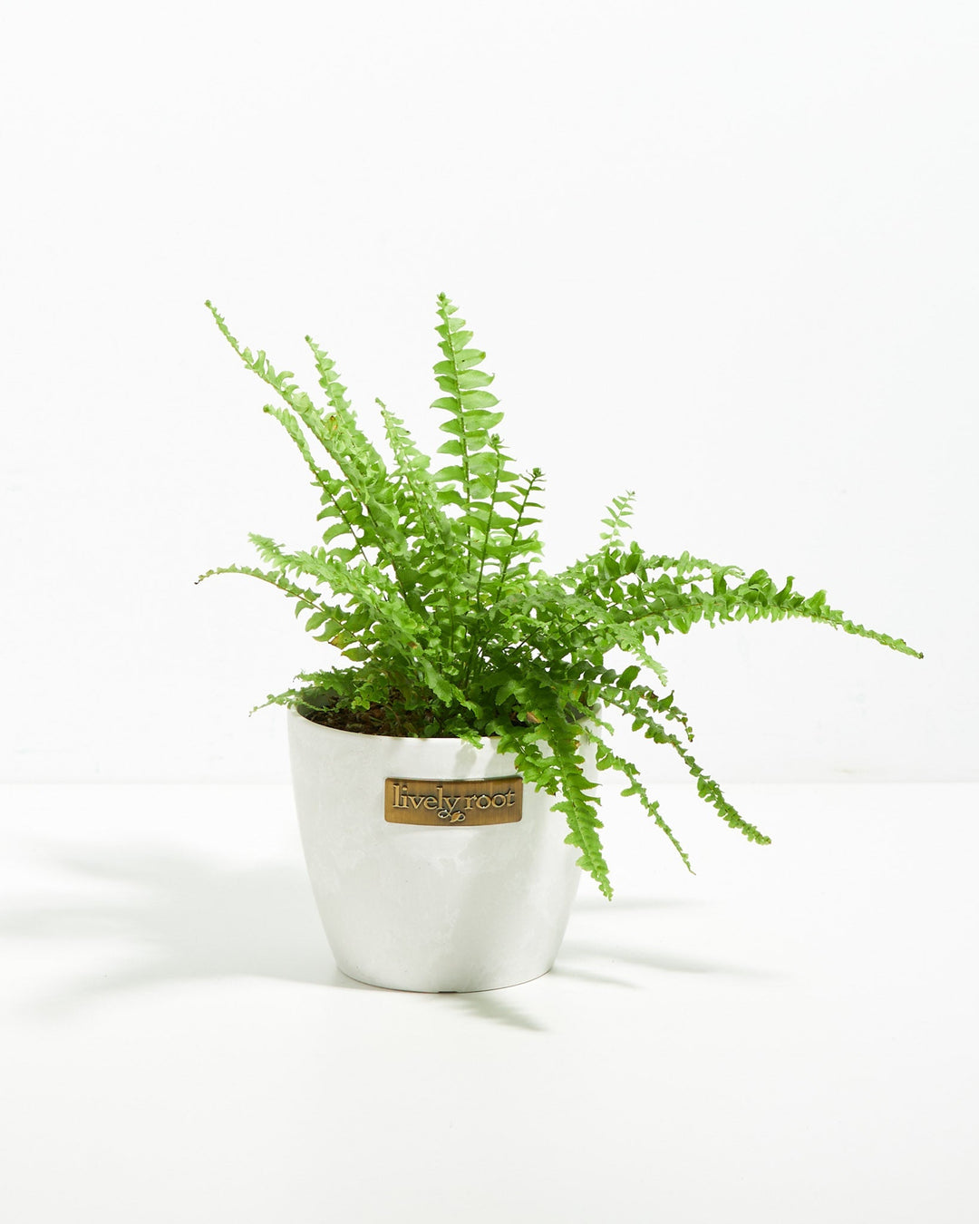 A small Boston Fern houseplant with textured, bright green fronds arching upwards and outwards, potted in a smooth white ceramic planter featuring a small metallic "lively root" brand plaque on the front, set against a solid white studio background.