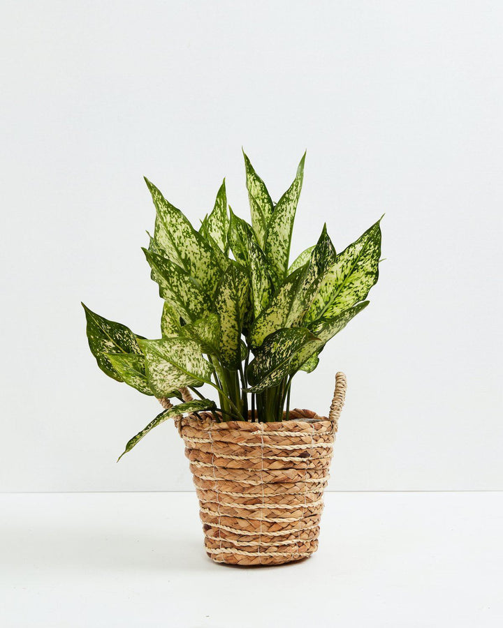Chinese Evergreen (Aglaonema)