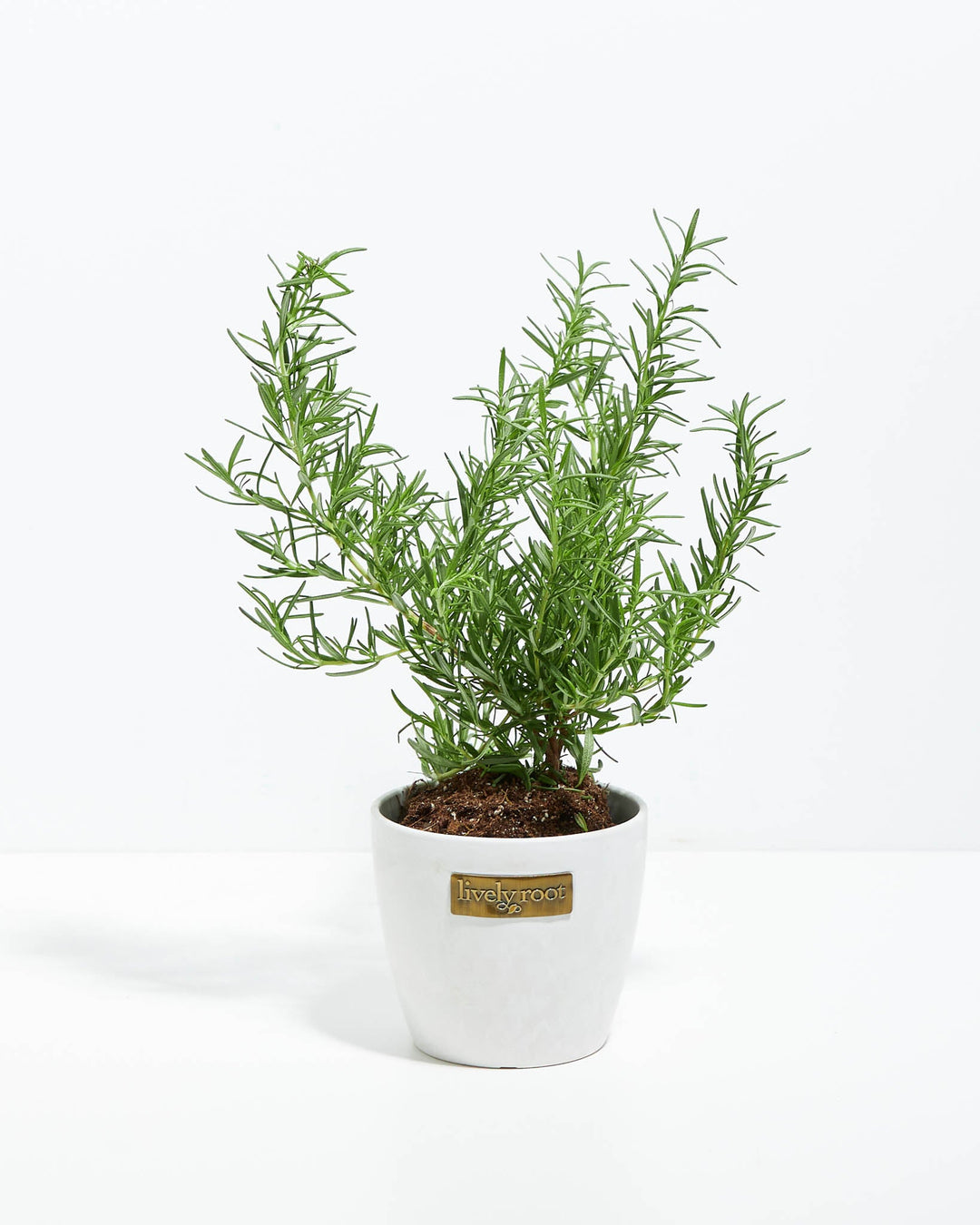 Tuscan Blue Rosemary