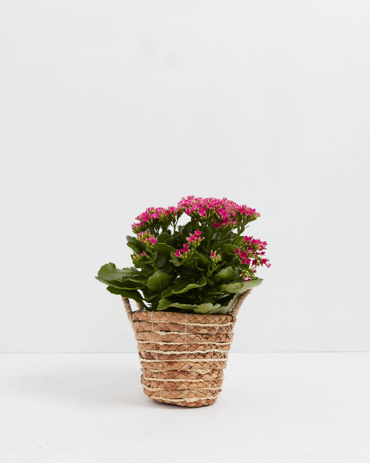 Blooming Kalanchoe blossfeldiana, pink magenta flowers, natural woven basket, thick green succulent foliage, indoor plant
