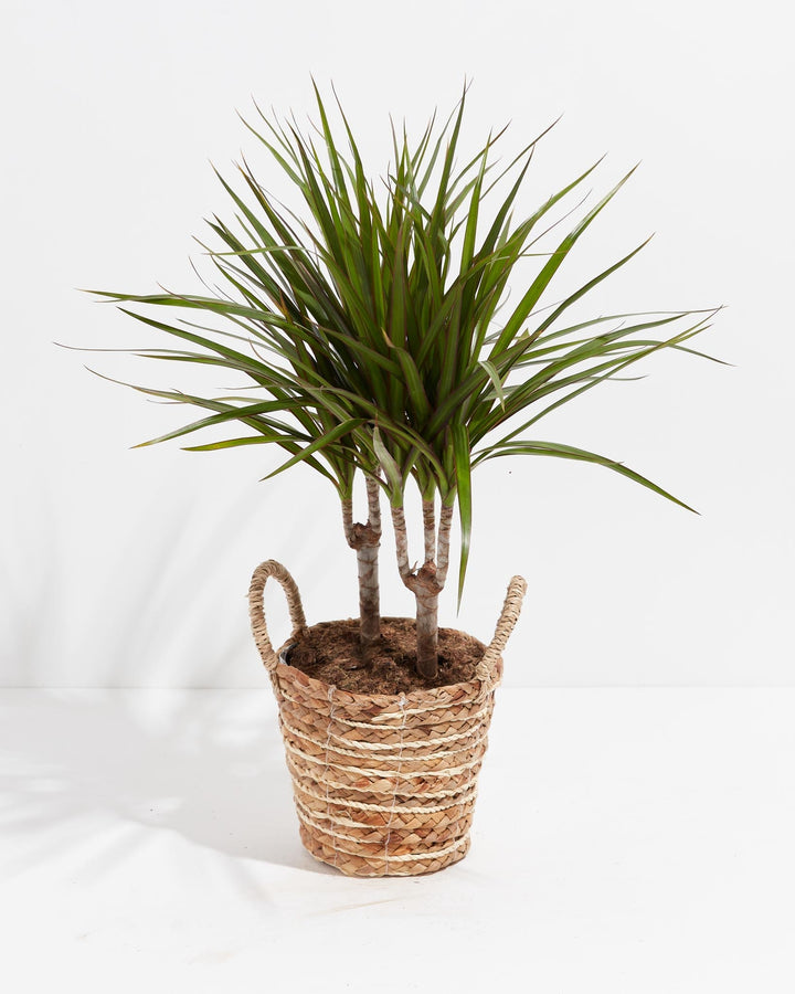 Dracaena Marginata (Dragon Tree Plant)