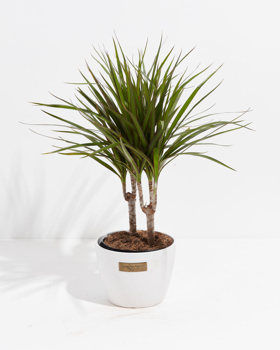 Dracaena Marginata (Dragon Tree Plant)
