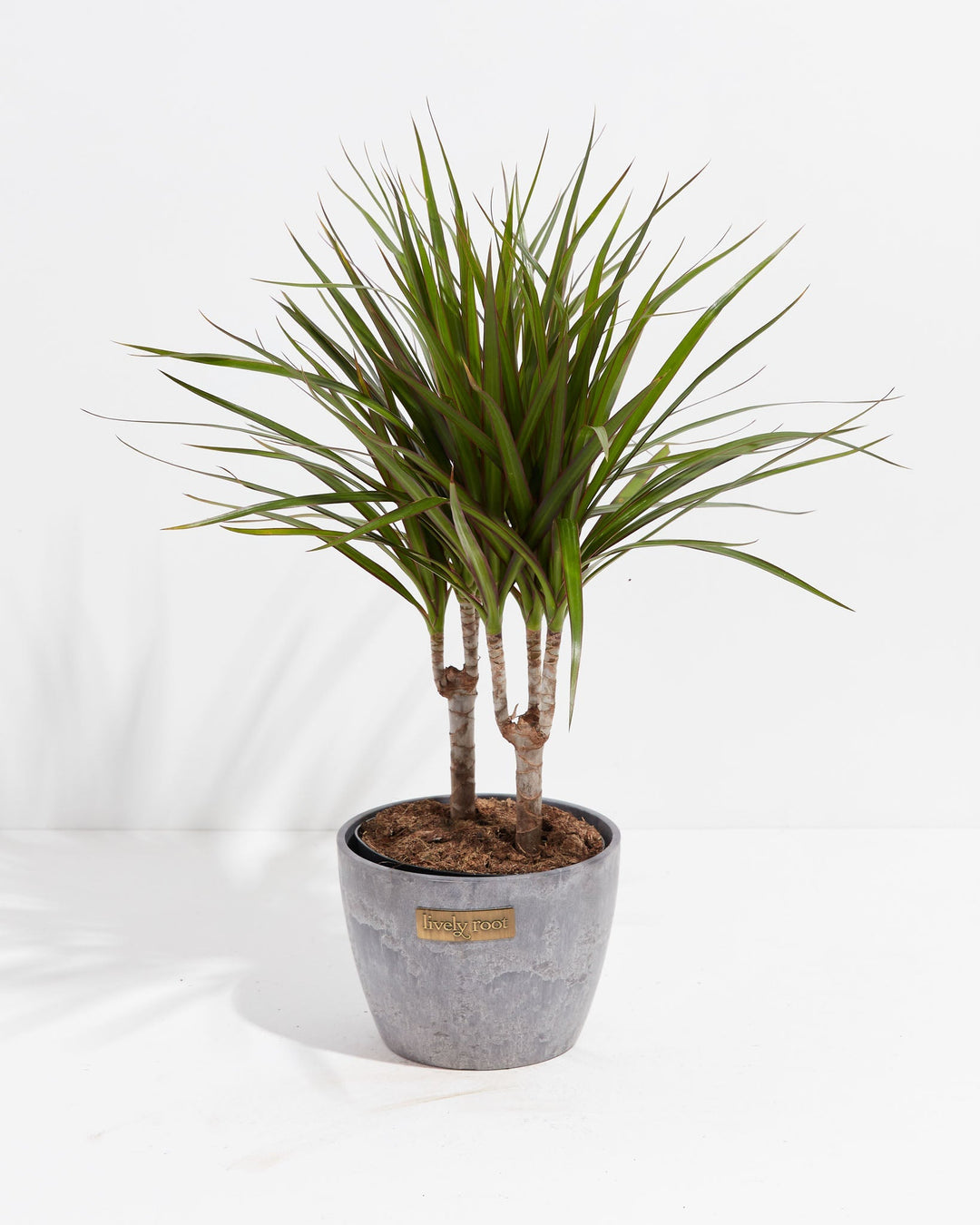 Dracaena Marginata (Dragon Tree Plant)