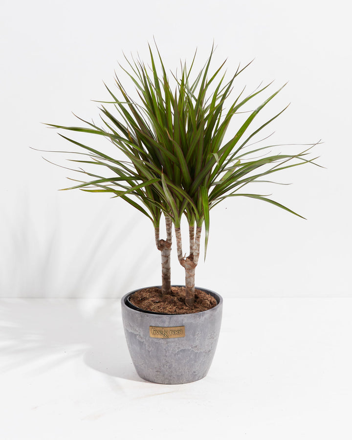 Dracaena Marginata (Dragon Tree Plant)