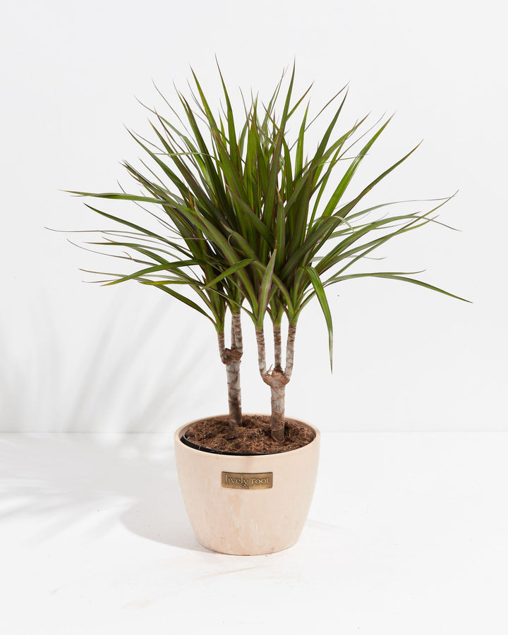 Dracaena Marginata (Dragon Tree Plant)