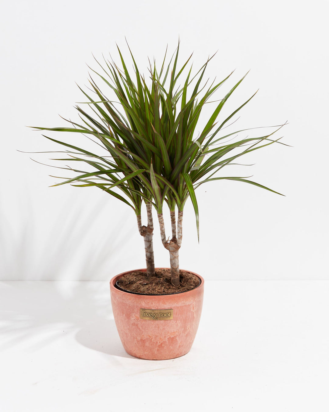 Dracaena Marginata (Dragon Tree Plant)