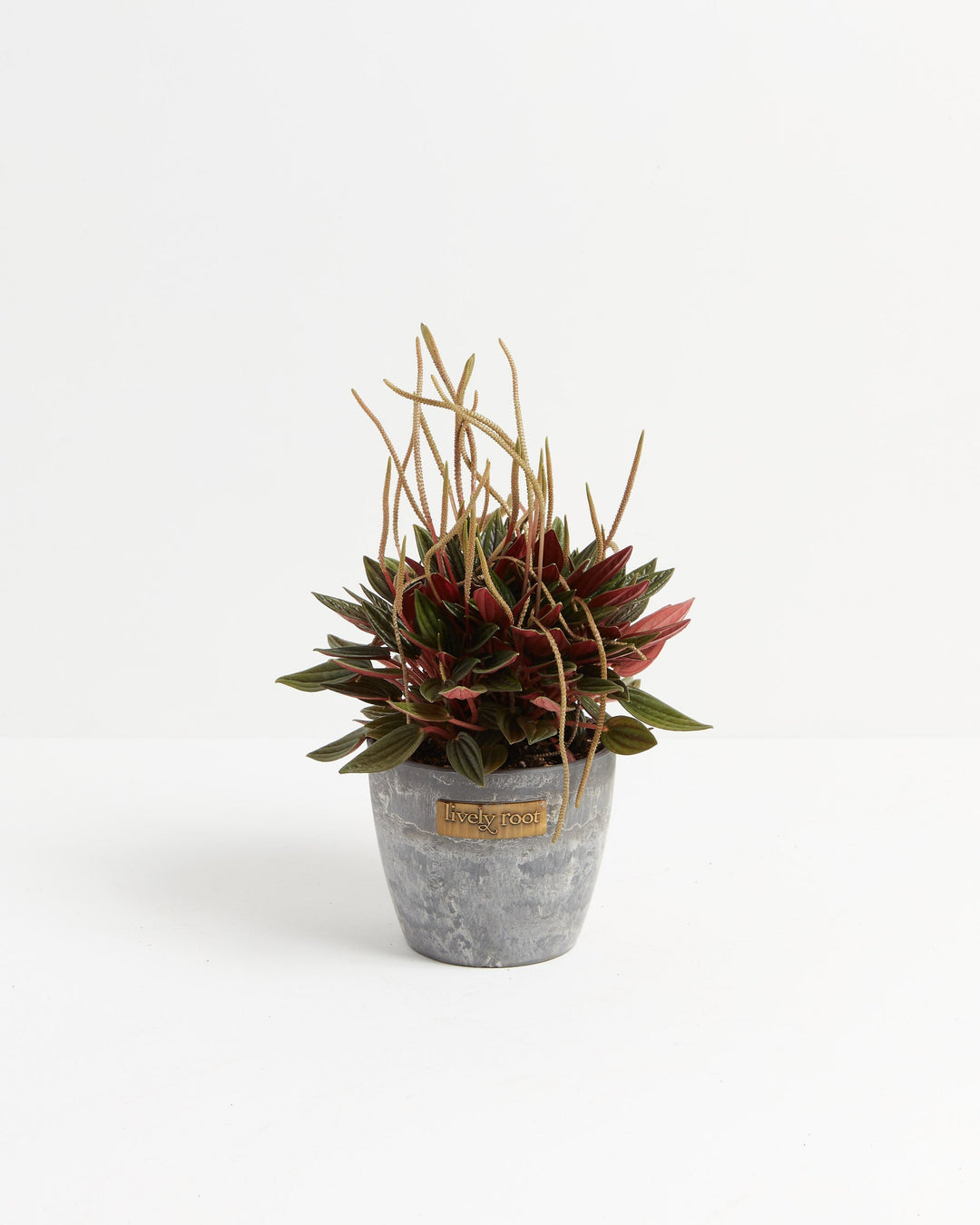 Peperomia Rosso indoor plant with red-backed textured leaves and slender flower spikes potted in a decorative grey stone-look planter with Lively Root branding