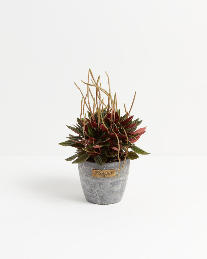 Peperomia Rosso indoor plant with red-backed textured leaves and slender flower spikes potted in a decorative grey stone-look planter with Lively Root branding
