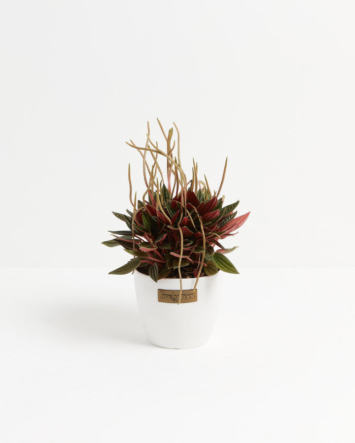 Peperomia Rosso houseplant with dark green and deep red leaves in a black nursery pot, showing tall catkin-like flower spikes, on a white background