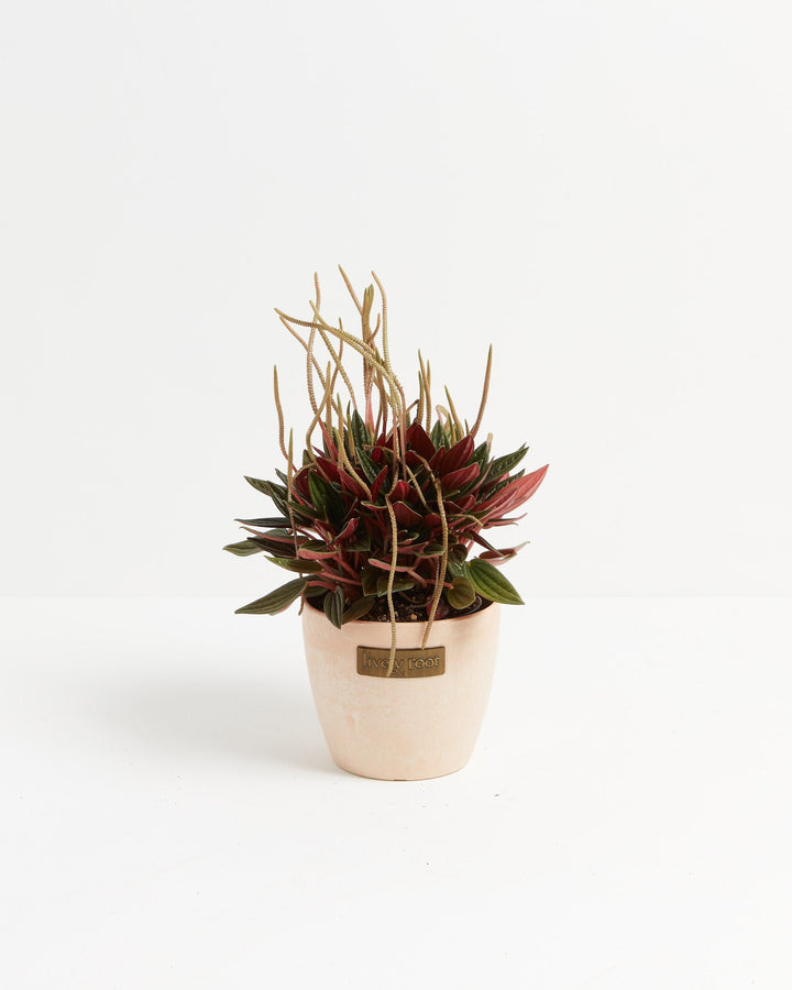 Peperomia Rosso compact houseplant with deep red and green striped leaves in a blush pink Lively Root ceramic pot with wispy flowering spikes