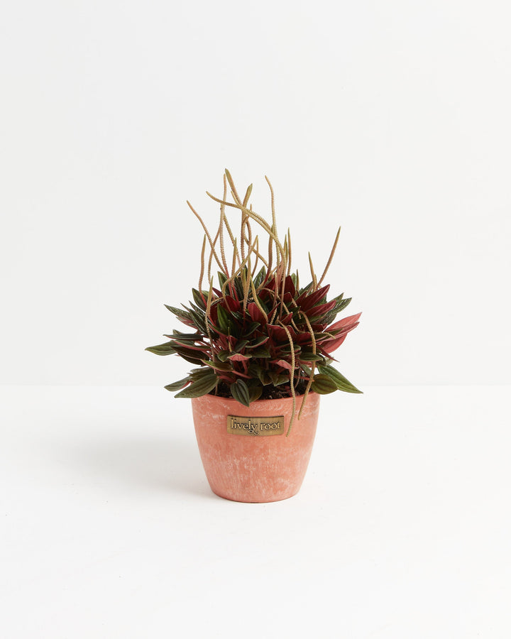 Peperomia Rosso with burgundy and dark green foliage in a terracotta-style Lively Root pot, featuring multiple rat tail flower spikes on a white background