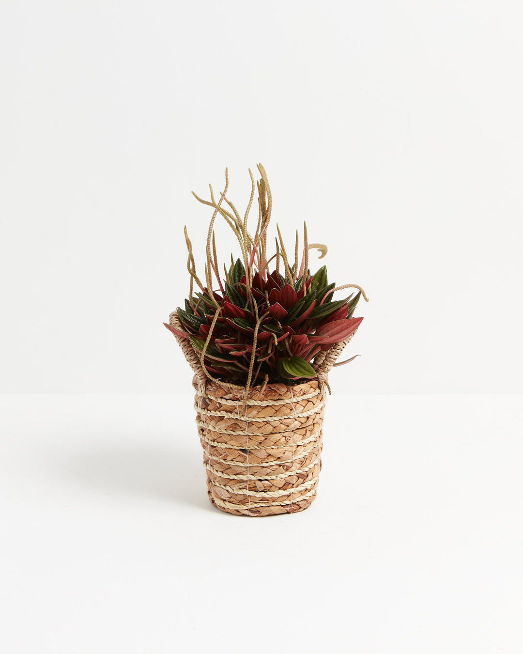Peperomia Rosso with rich red and green leaves in a woven seagrass basket planter, boho-style indoor plant with flowering spikes on white background