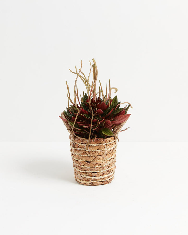 Peperomia Rosso with rich red and green leaves in a woven seagrass basket planter, boho-style indoor plant with flowering spikes on white background