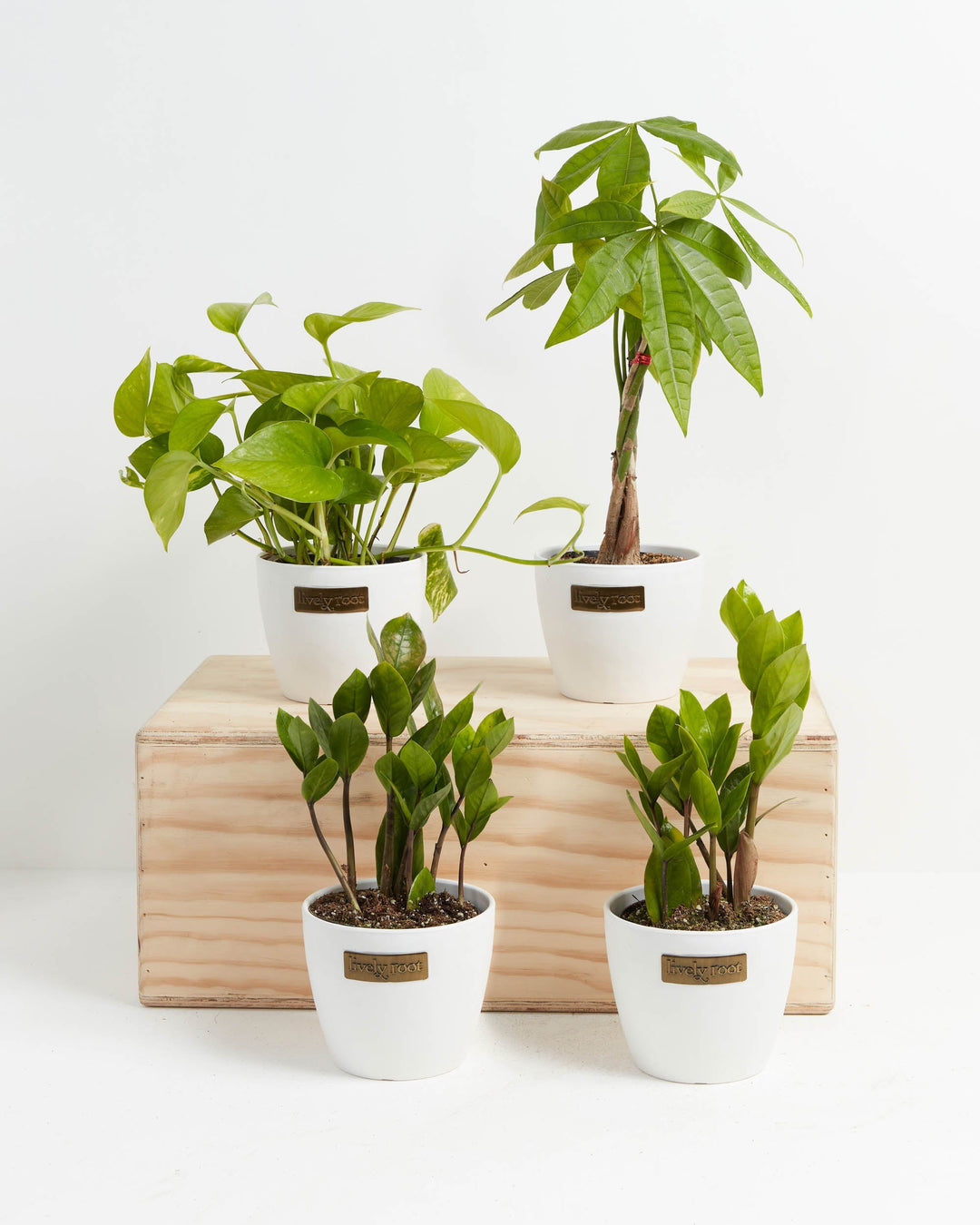 New Plant Parents bundle featuring four easy-care indoor houseplants, a Pothos, a Money Tree, and two ZZ plants, each potted in a stylish white container with a branded logo plaque, displayed on a wooden crate.