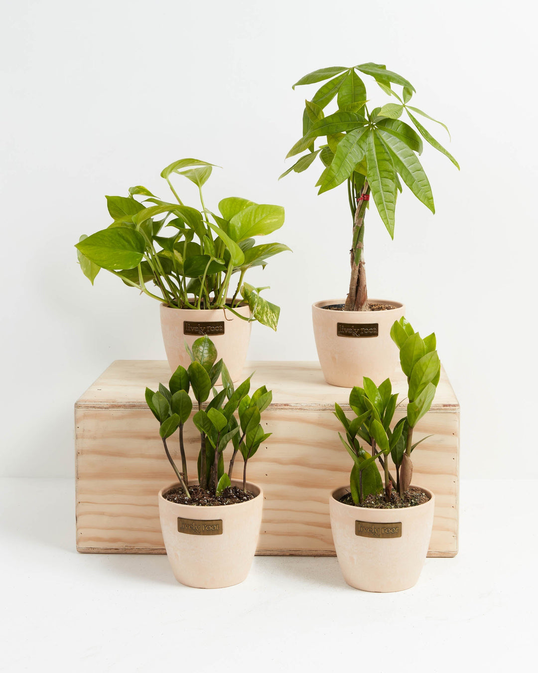 New Plant Parents bundle featuring four beginner-friendly indoor houseplants, a Pothos, a Money Tree, and two ZZ plants, each set in a modern terracotta-colored container with a branded metal plaque, displayed on a wooden crate.
