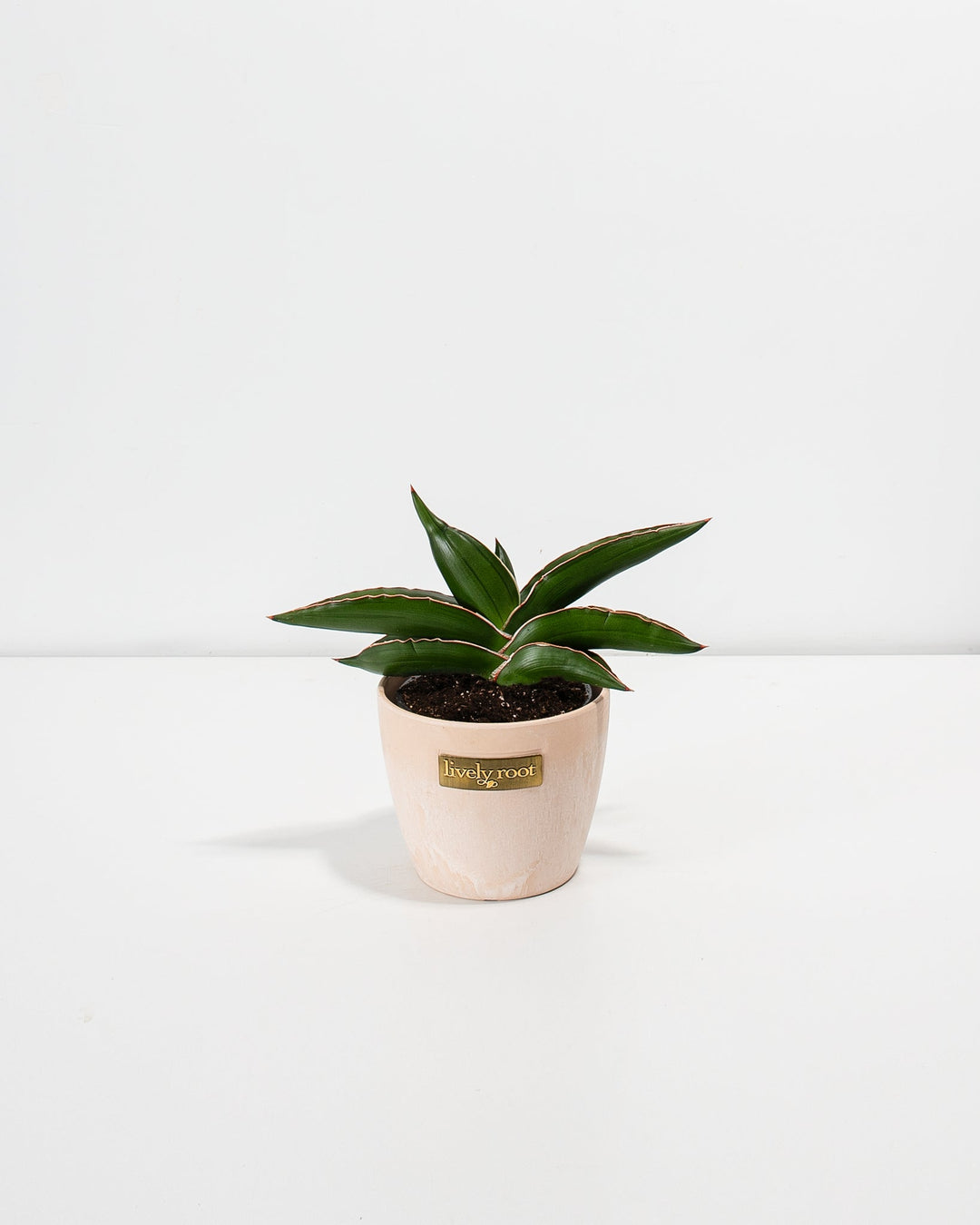 Sansevieria Samurai