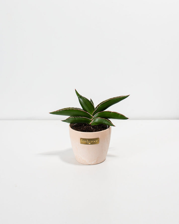 Sansevieria Samurai