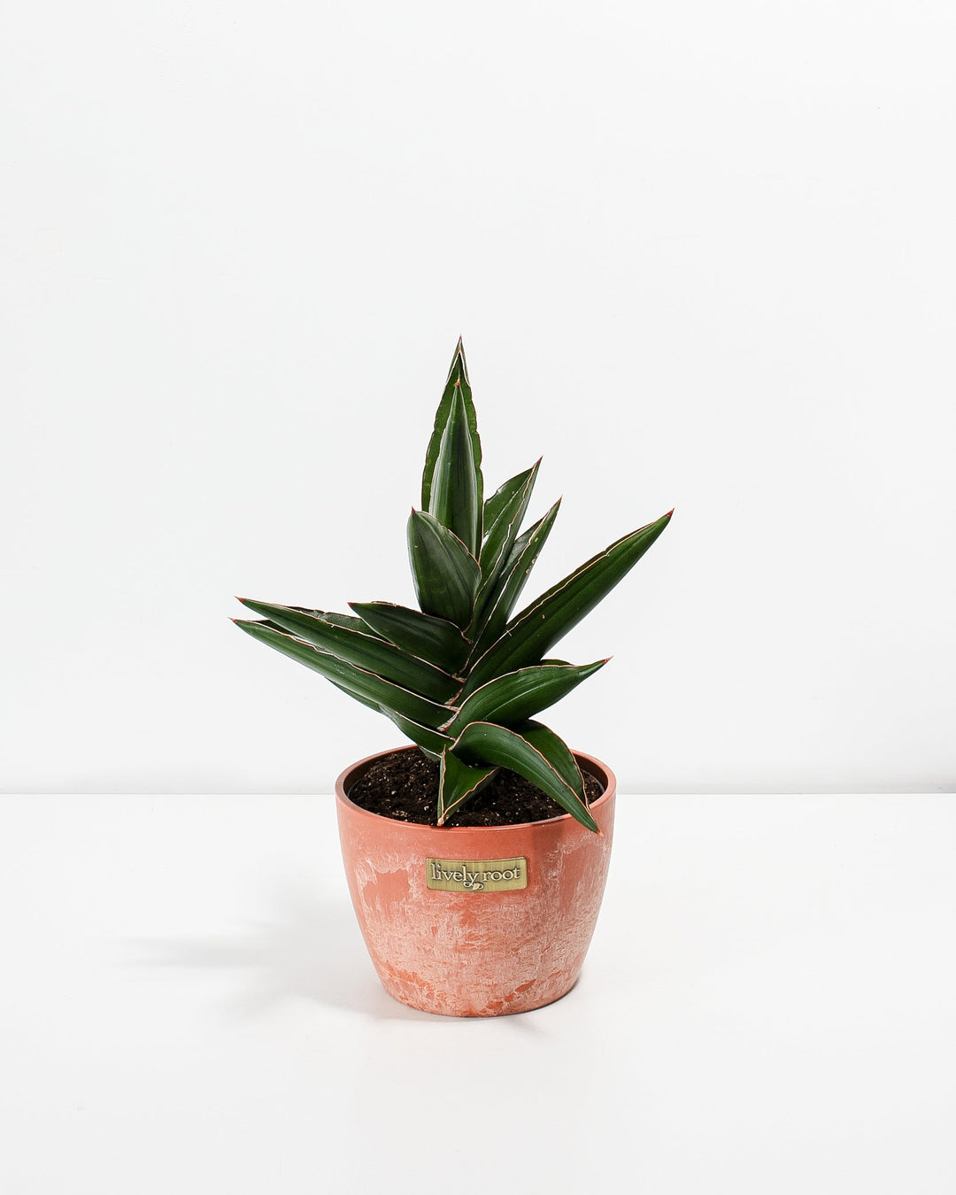 Sansevieria Samurai