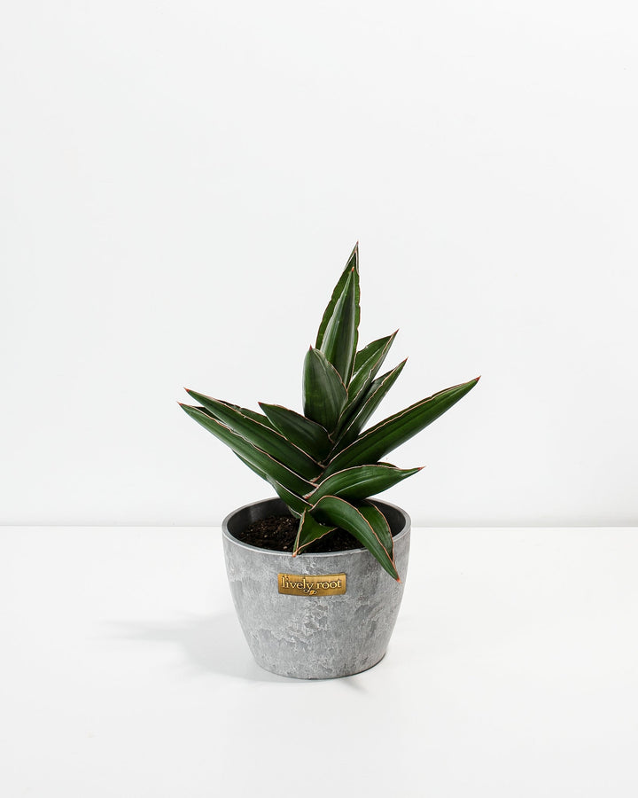 Sansevieria Samurai
