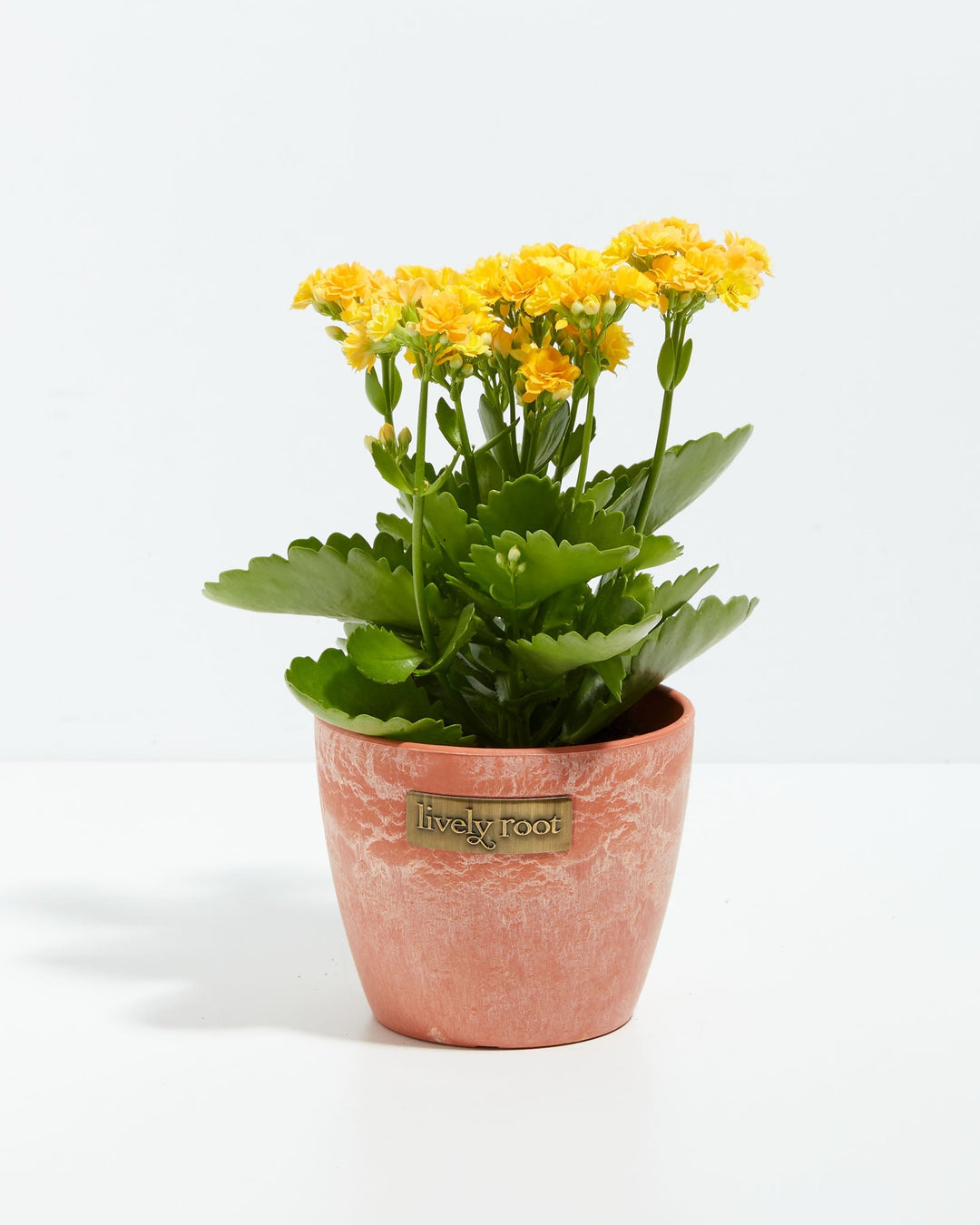 Calandiva flowering plant displaying dense yellow blooms in textured coral ceramic pot, combining succulent durability with decorative coastal home decor styling.