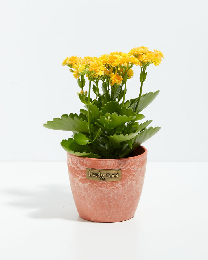 Calandiva flowering plant displaying dense yellow blooms in textured coral ceramic pot, combining succulent durability with decorative coastal home decor styling.
