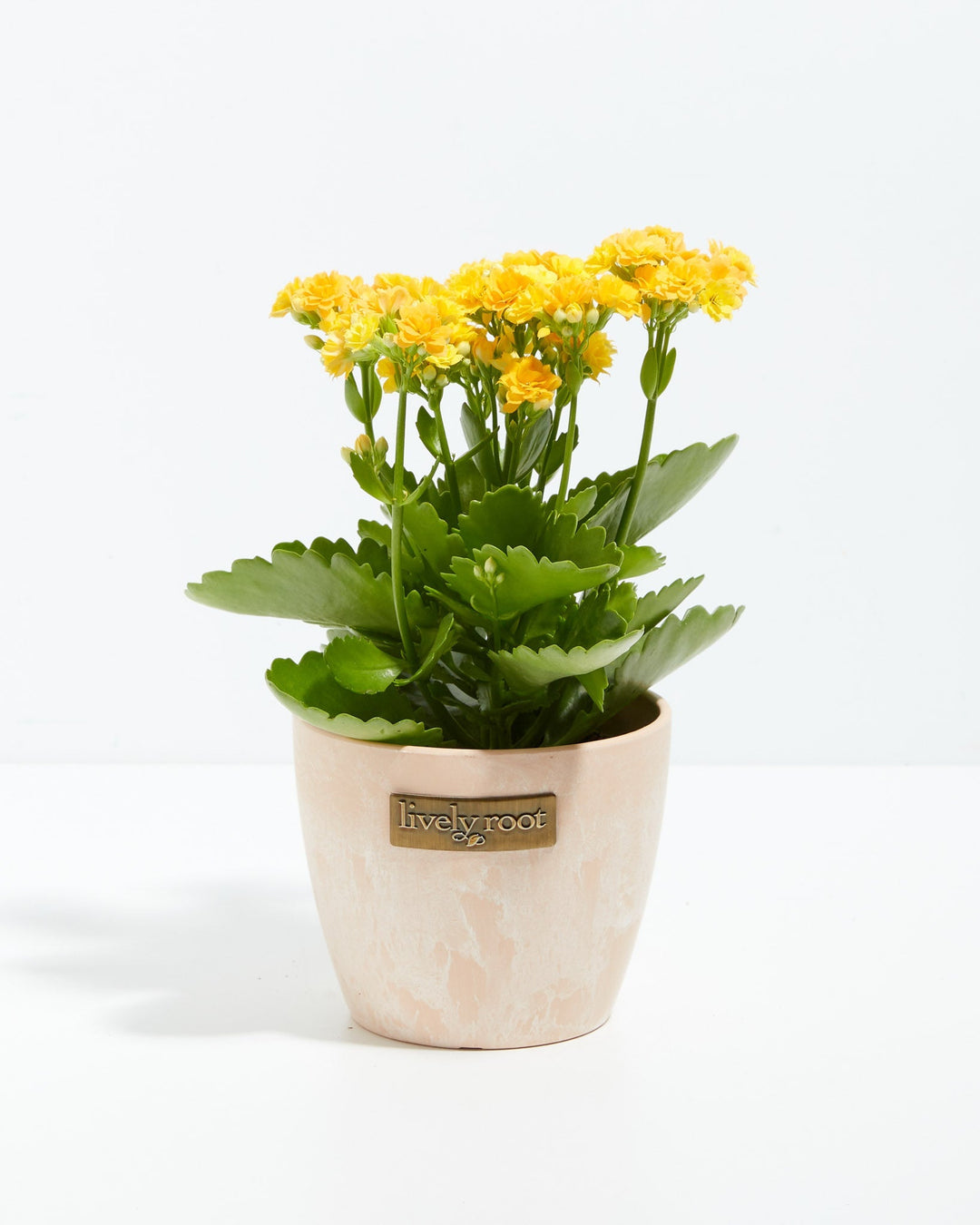 Calandiva Kalanchoe with bright yellow blossoms in cream ceramic planter featuring Lively Root branding, perfect for small space plant gardening and long-lasting flowering houseplants.