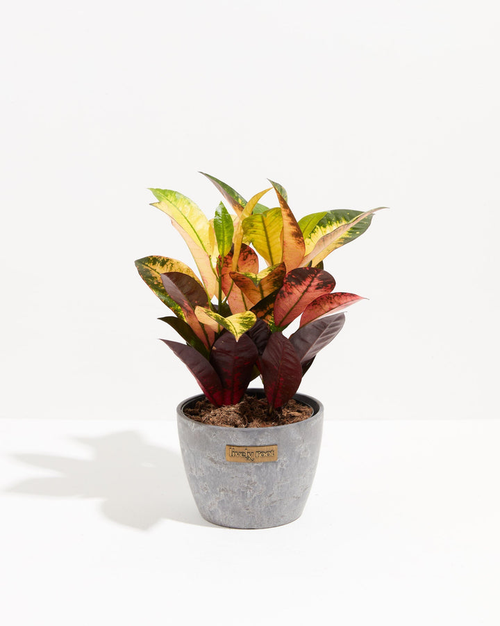 Croton Iceton