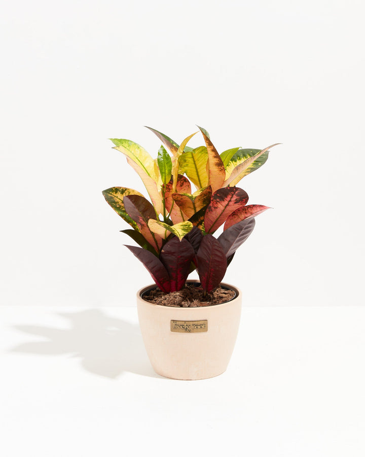 Croton Iceton