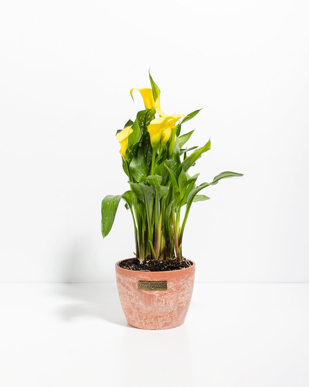 Yellow Calla Lily