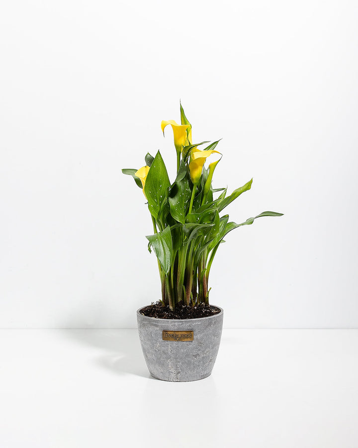 Yellow Calla Lily