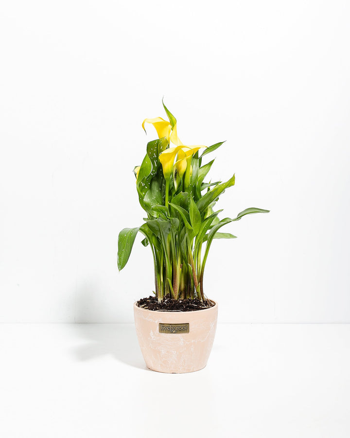 Yellow Calla Lily