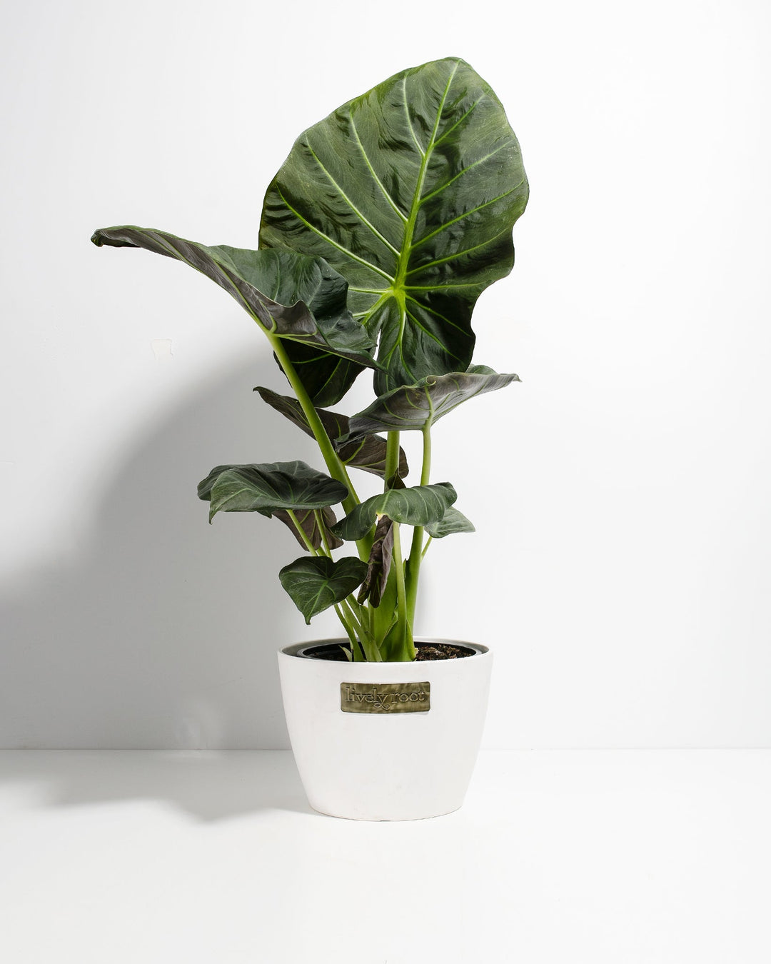 Mature 8-inch Alocasia Regal Shield in white ceramic pot displaying multiple heart-shaped leaves with prominent chartreuse veins; architectural statement plant for tropical indoor décor.