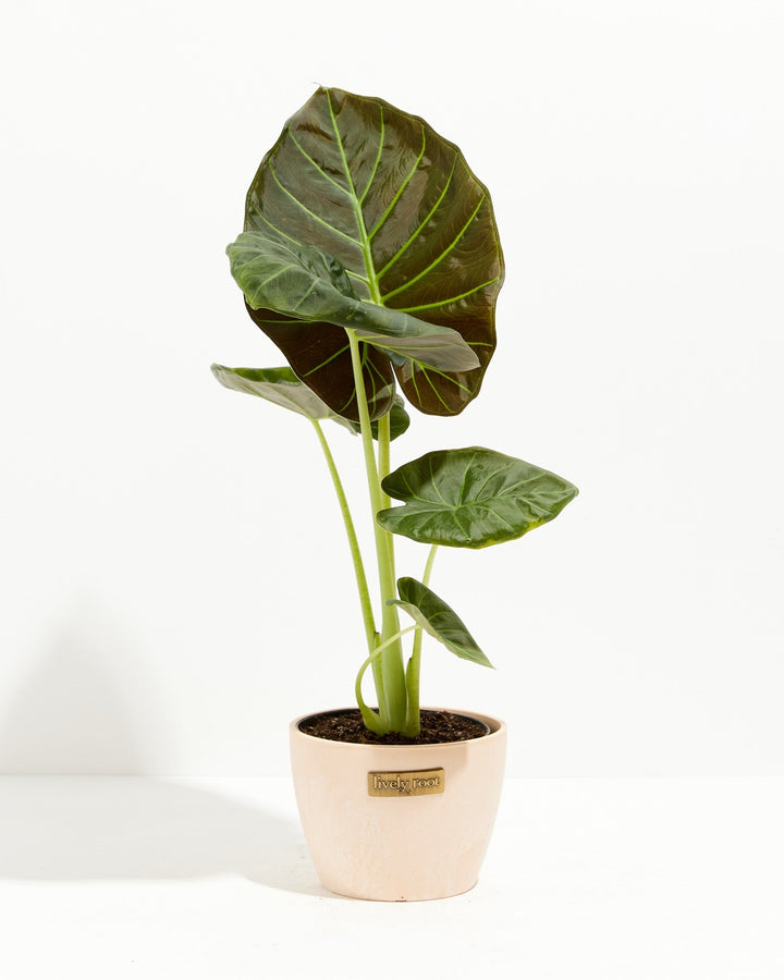 6-inch Alocasia Regal Shield in cream ceramic pot with single large shield-leaf showing deep green coloring and intricate lime-green vein pattern; compact elephant ear houseplant.