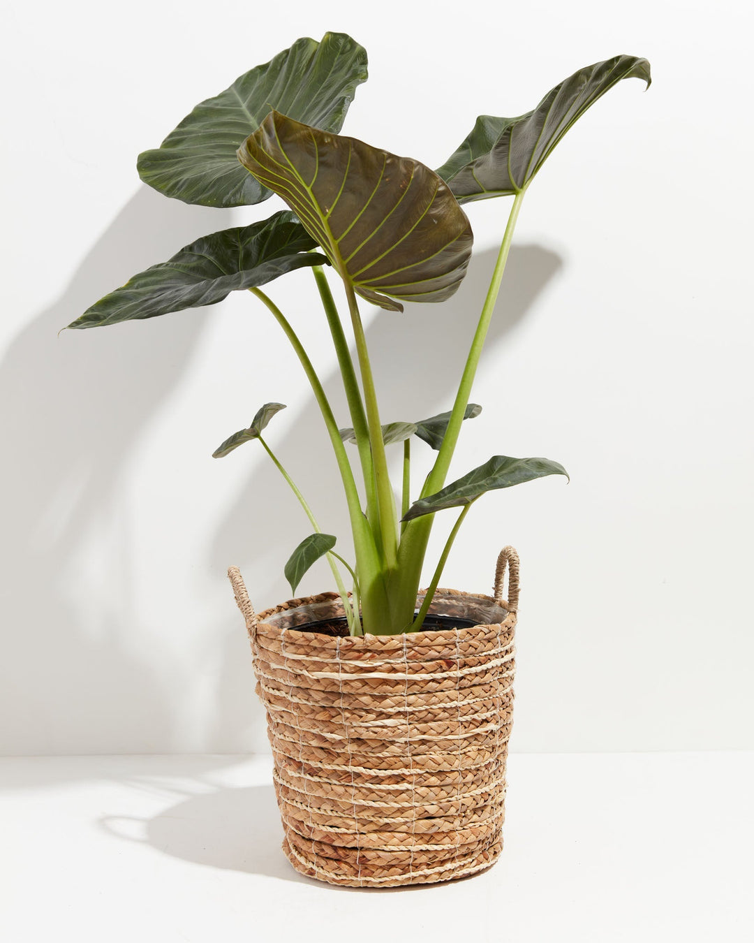 Elephant Ear Alocasia Regal Shield