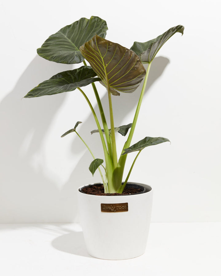 Elephant Ear Alocasia Regal Shield