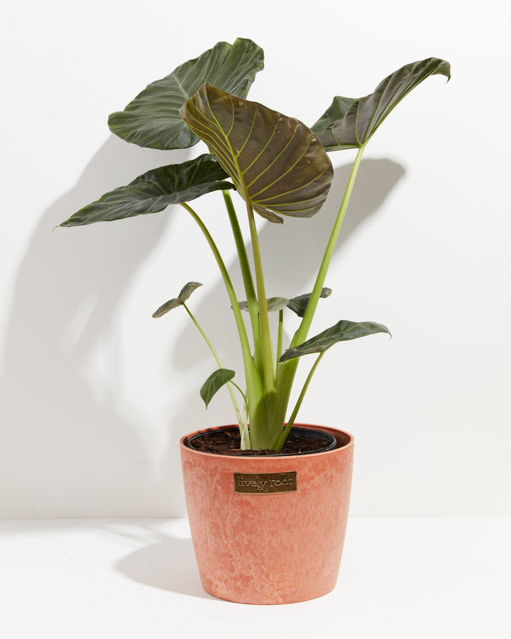 Elephant Ear Alocasia Regal Shield