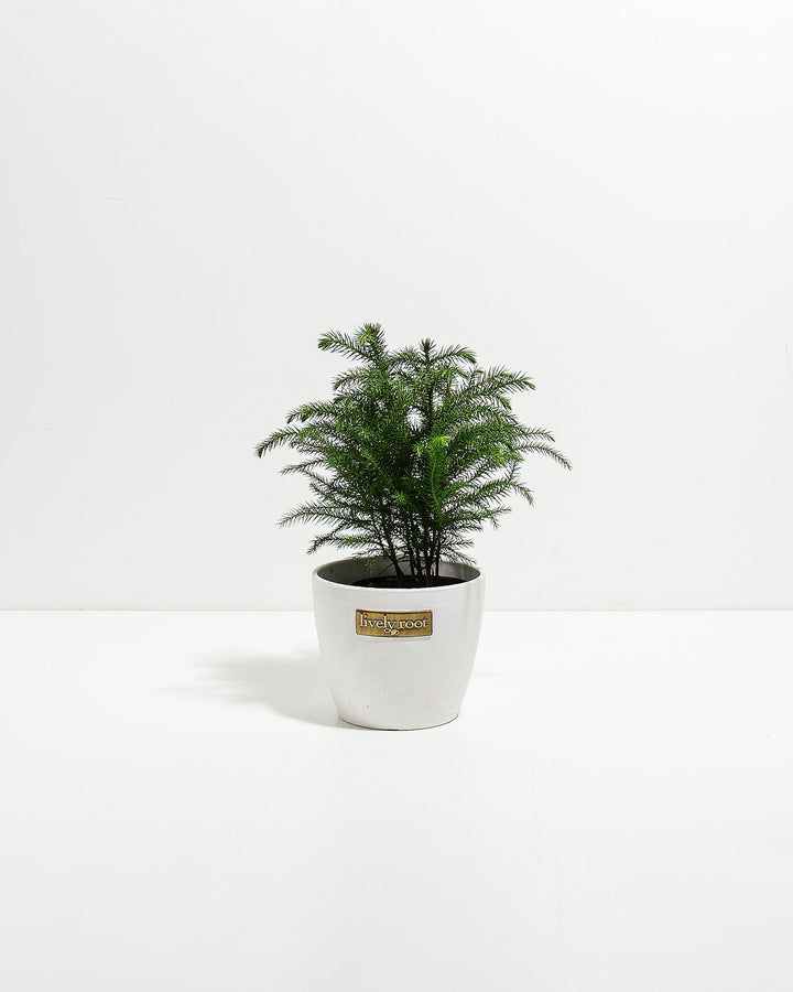 4-inch Norfolk Island Pine (Araucaria heterophylla) in a white Coco Lively Root pot, displaying a compact multi-trunk form with delicate layered dark green needle branches against a white studio background