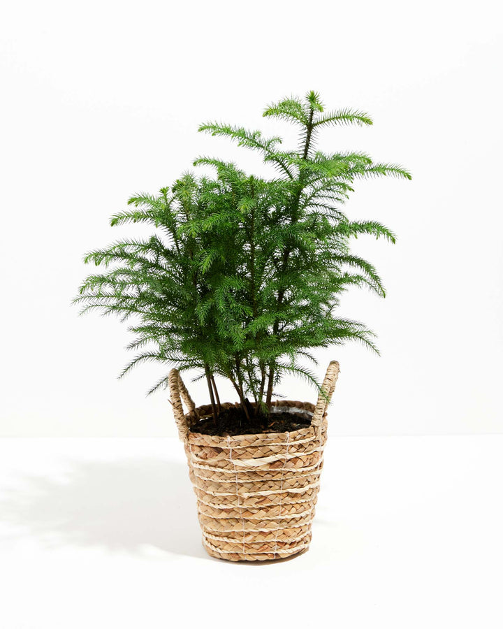 Norfolk Island Pine