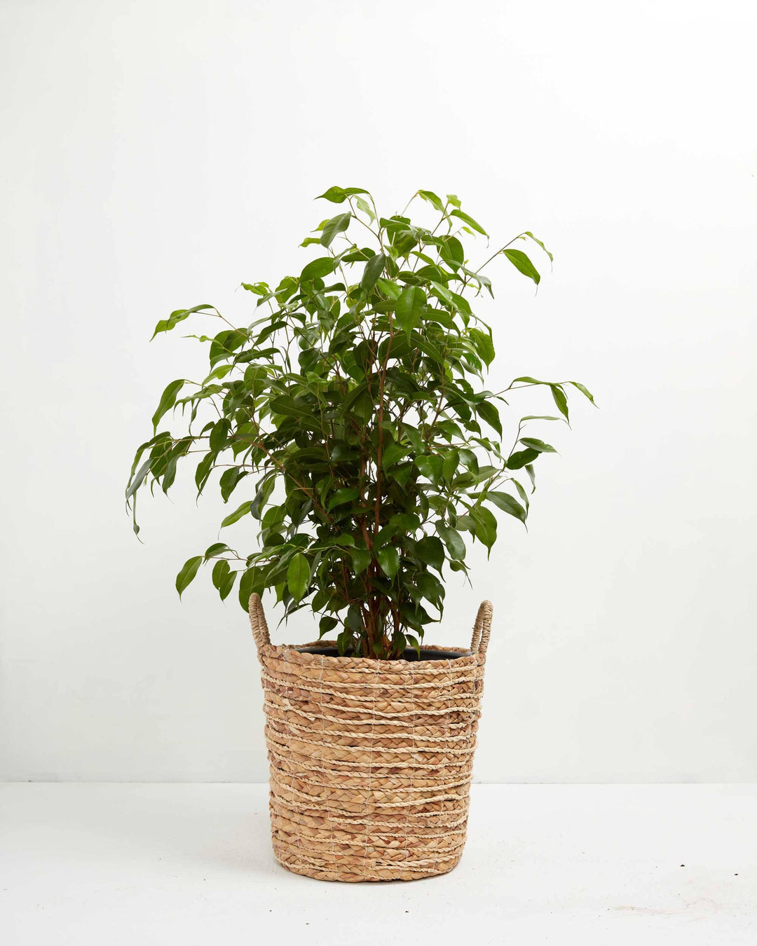 Ficus Benjamina (Weeping Fig Tree)