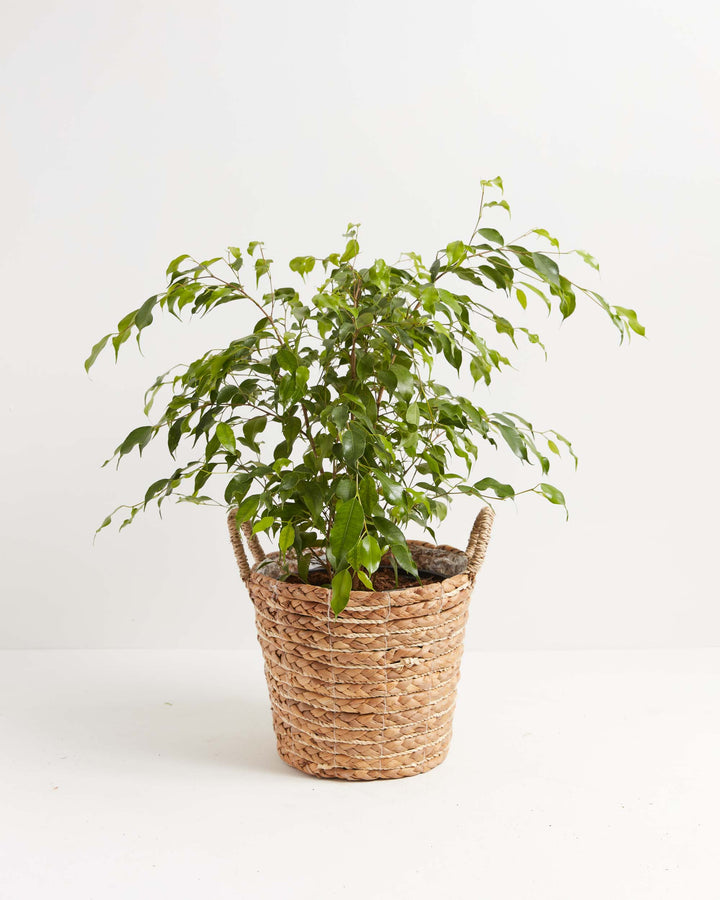 Ficus Benjamina (Weeping Fig Tree)