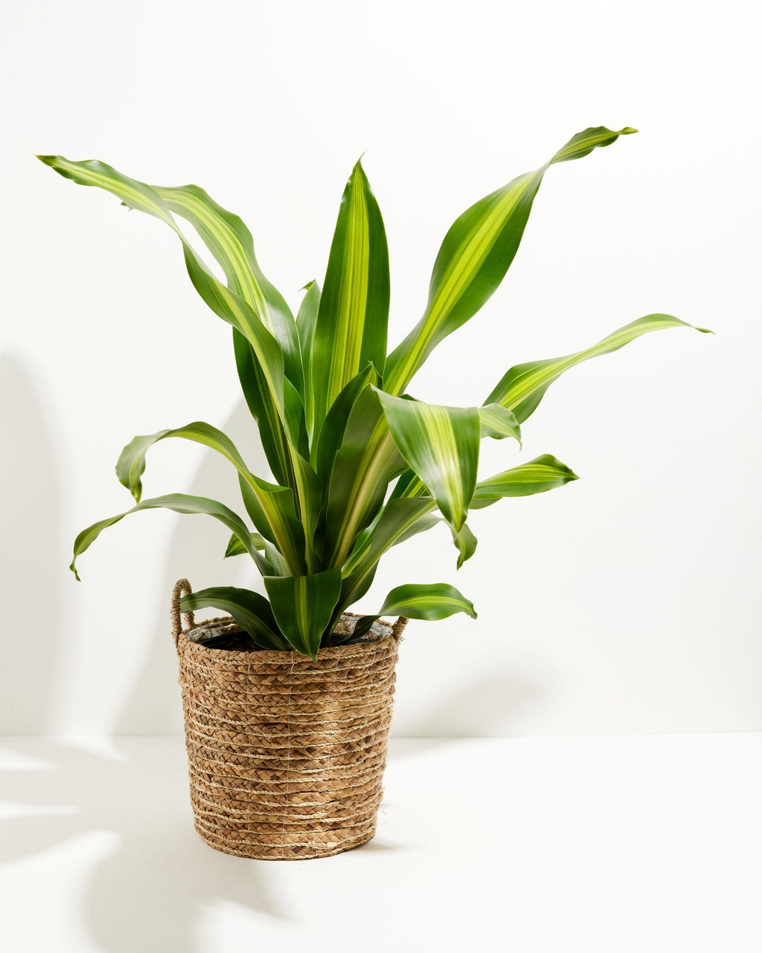 Golden Heart Dragon Tree (Dracaena Fragrans)