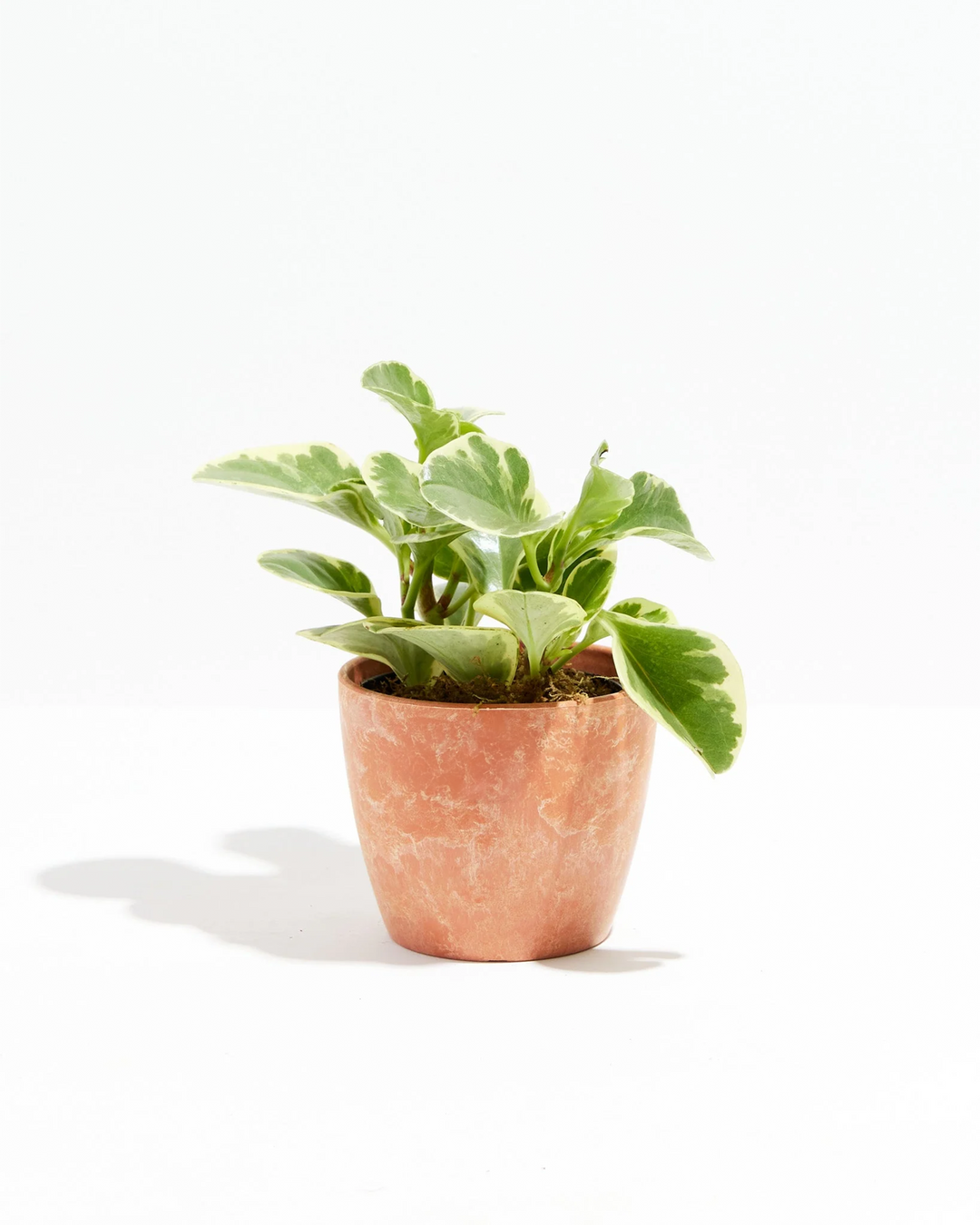Baby Rubber Plant - live indoor plant with variegated green and cream leaves, terracotta chai pot included
