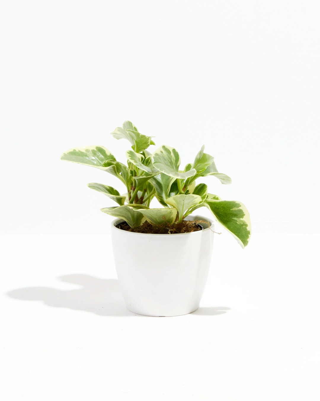Baby Rubber Plant - live indoor plant with variegated green and cream leaves, coconut white pot included