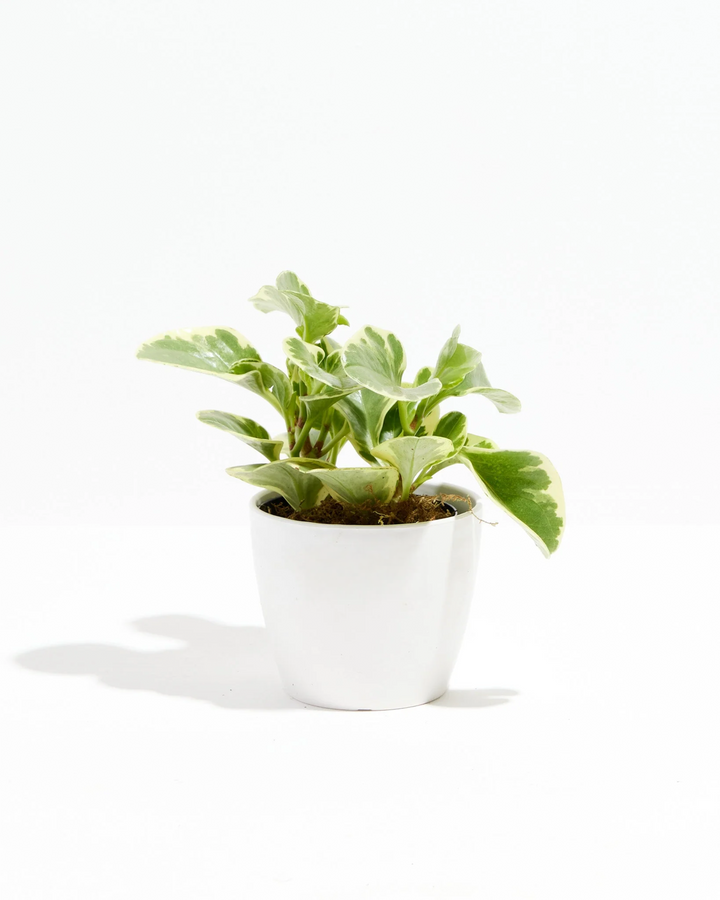 Baby Rubber Plant - live indoor plant with variegated green and cream leaves, coconut white pot included