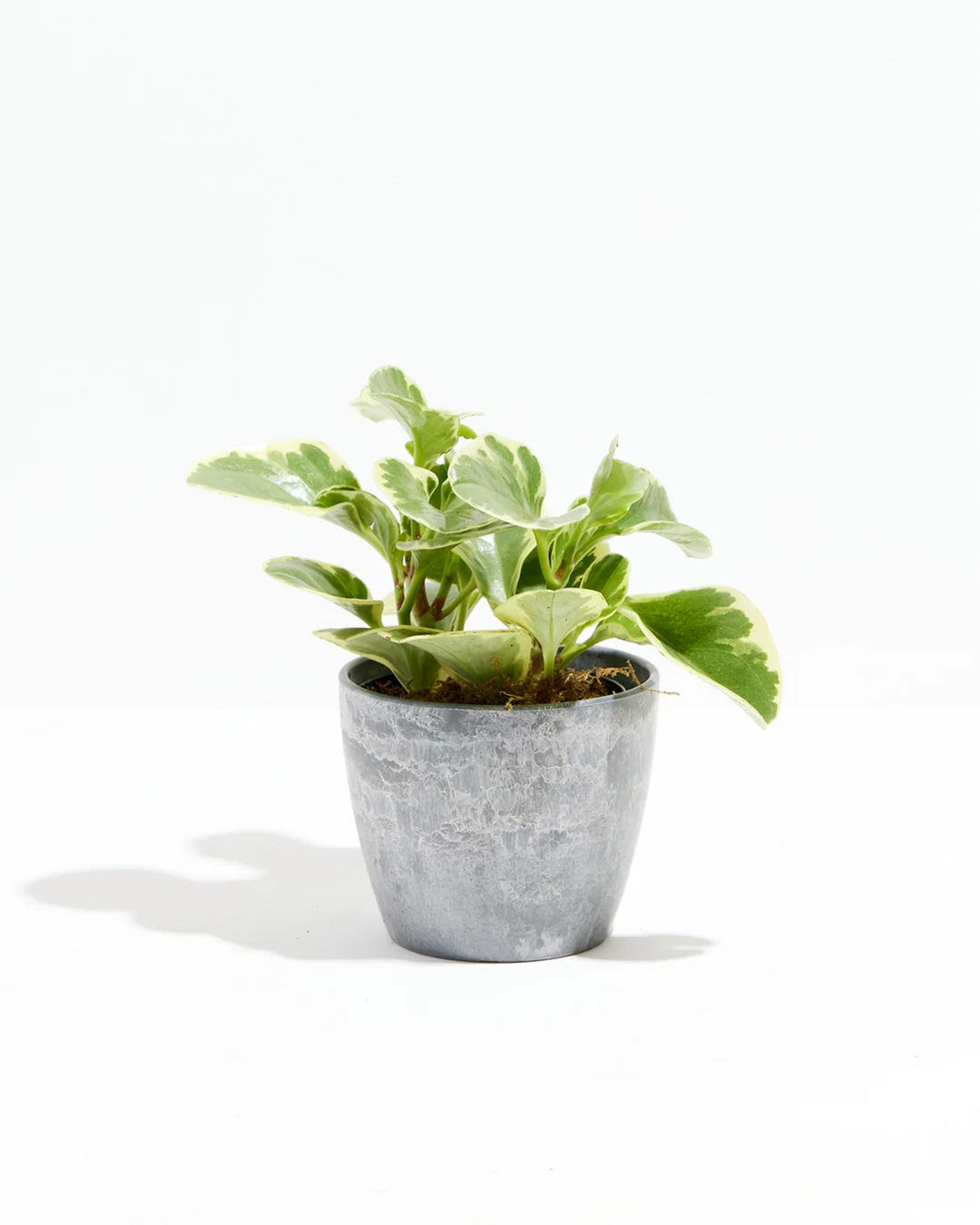 Baby Rubber Plant - live indoor plant with variegated green and cream leaves, earl grey pot included