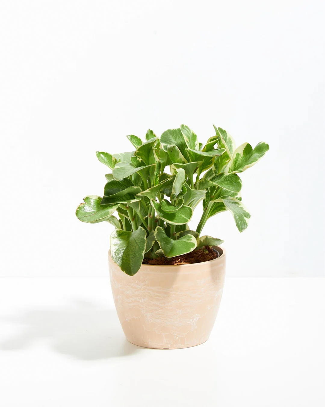 Baby Rubber Plant - live indoor plant with variegated green and cream leaves, macadamia pot included
