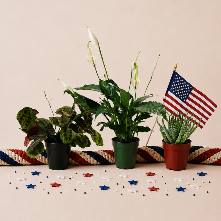 Red, White, & Blue Trio