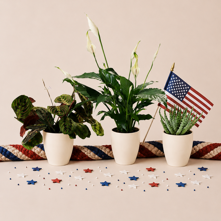 Red, White, & Blue Trio